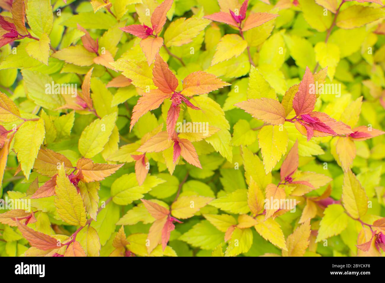 Japanese Spirea Goldflame High Resolution Stock Photography And Images Alamy Japanese Spirea Goldflame High Resolution Stock Photography And Images Alamy