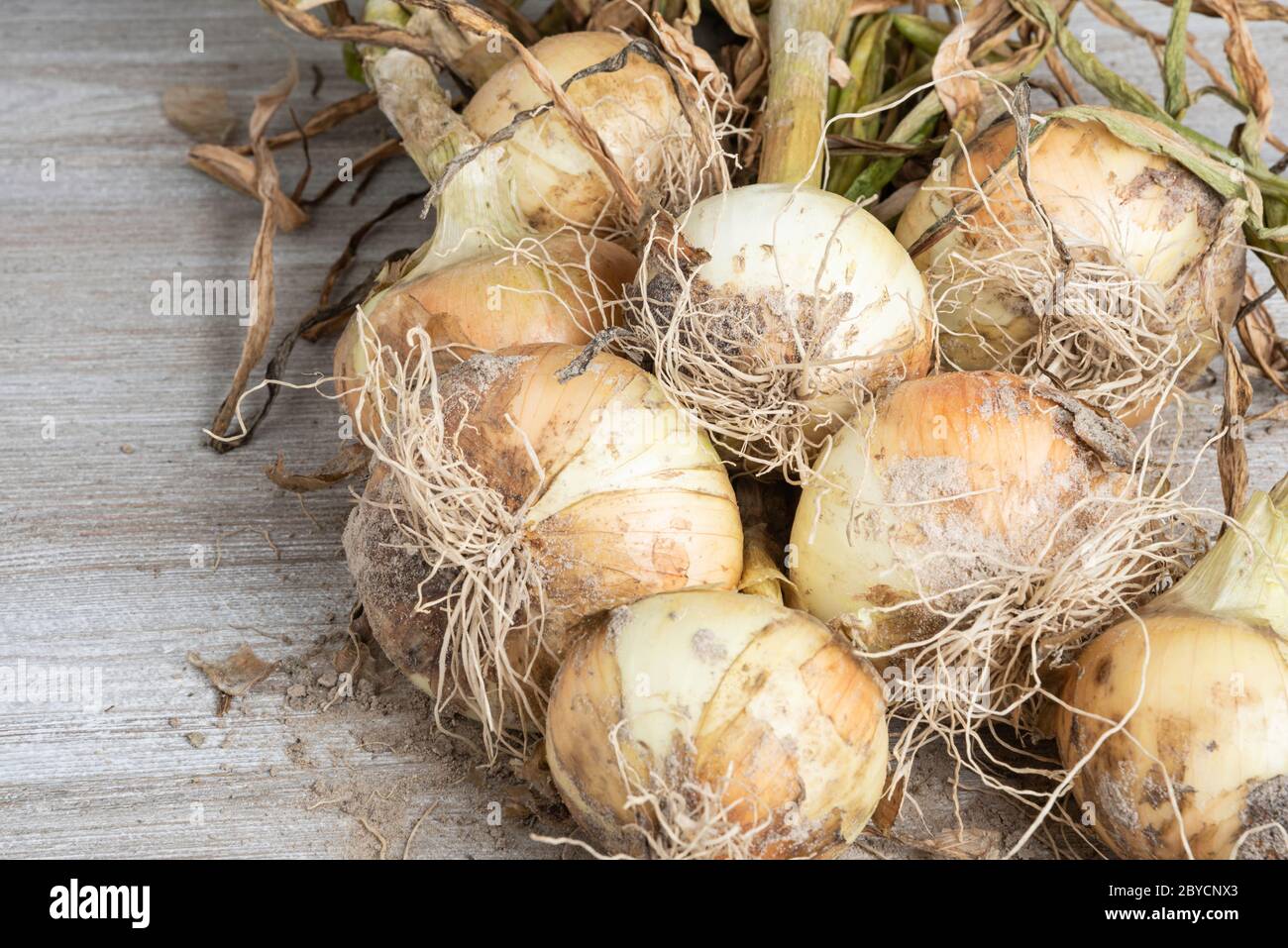 Roots garden onion allium cepa hi-res stock photography and images - Alamy
