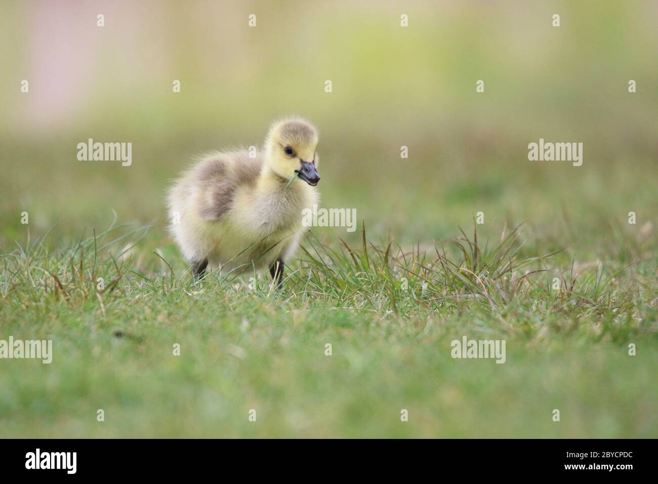 A yellow fluffy Canada goose gosling foraging in the grass in Springtime Stock Photo
