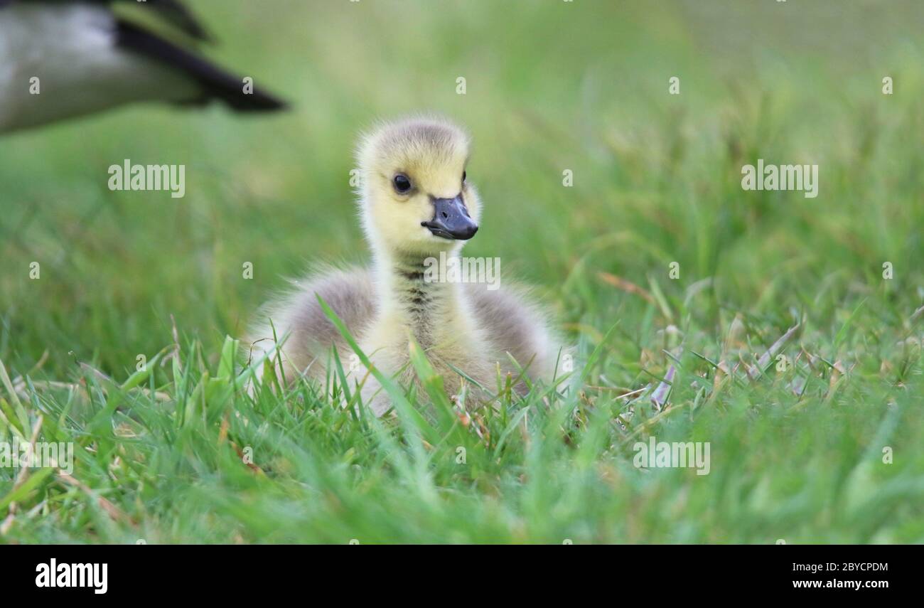 A yellow fluffy Canada goose gosling foraging in the grass in Springtime Stock Photo