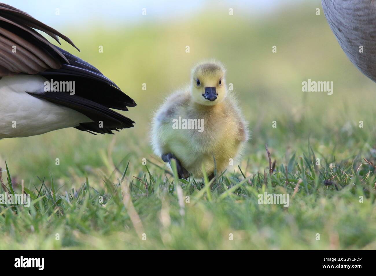 A yellow fluffy Canada goose gosling foraging in the grass in Springtime Stock Photo