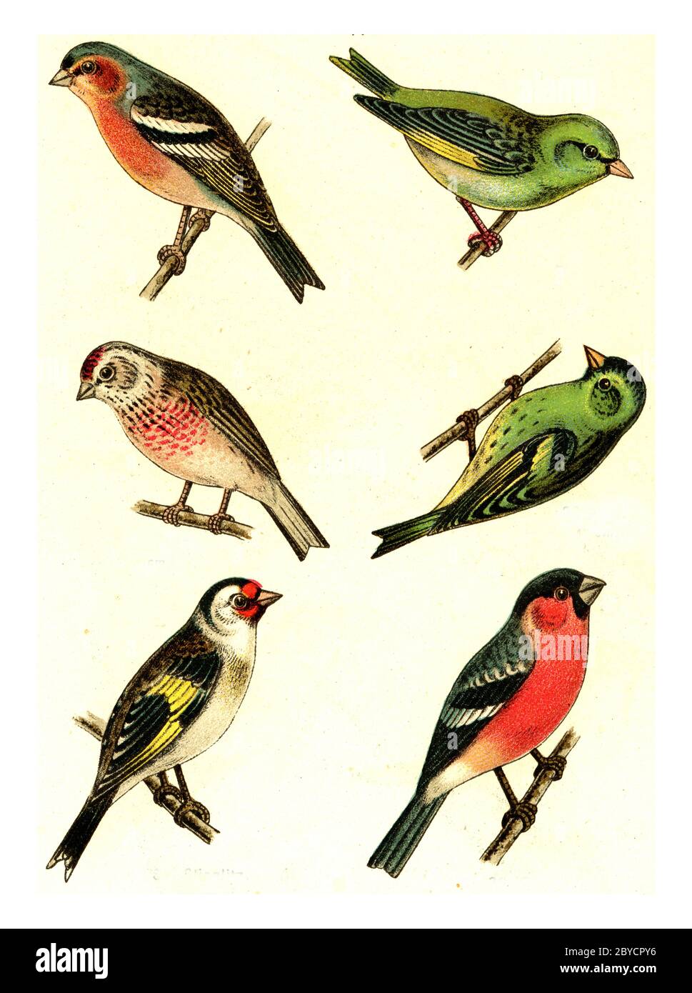 Chaffinch, Greenfinch, Linnet, Siskin, Goldfinch, Bullfinch, vintage engraved illustration. From Deutch Birds of Europe Atlas. Stock Photo