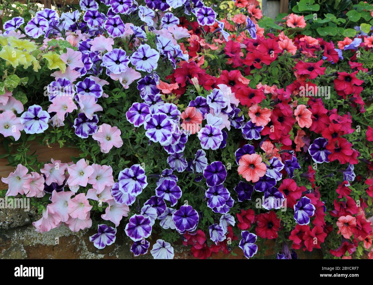 Petunias, overhanging garden wall, mixed colours, bedding plants Stock