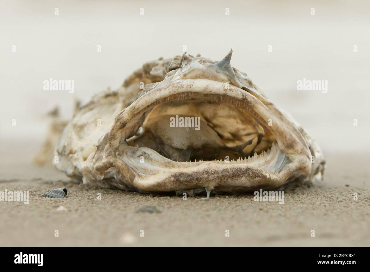 Animal High Resolution Stock Photography and Images Alamy