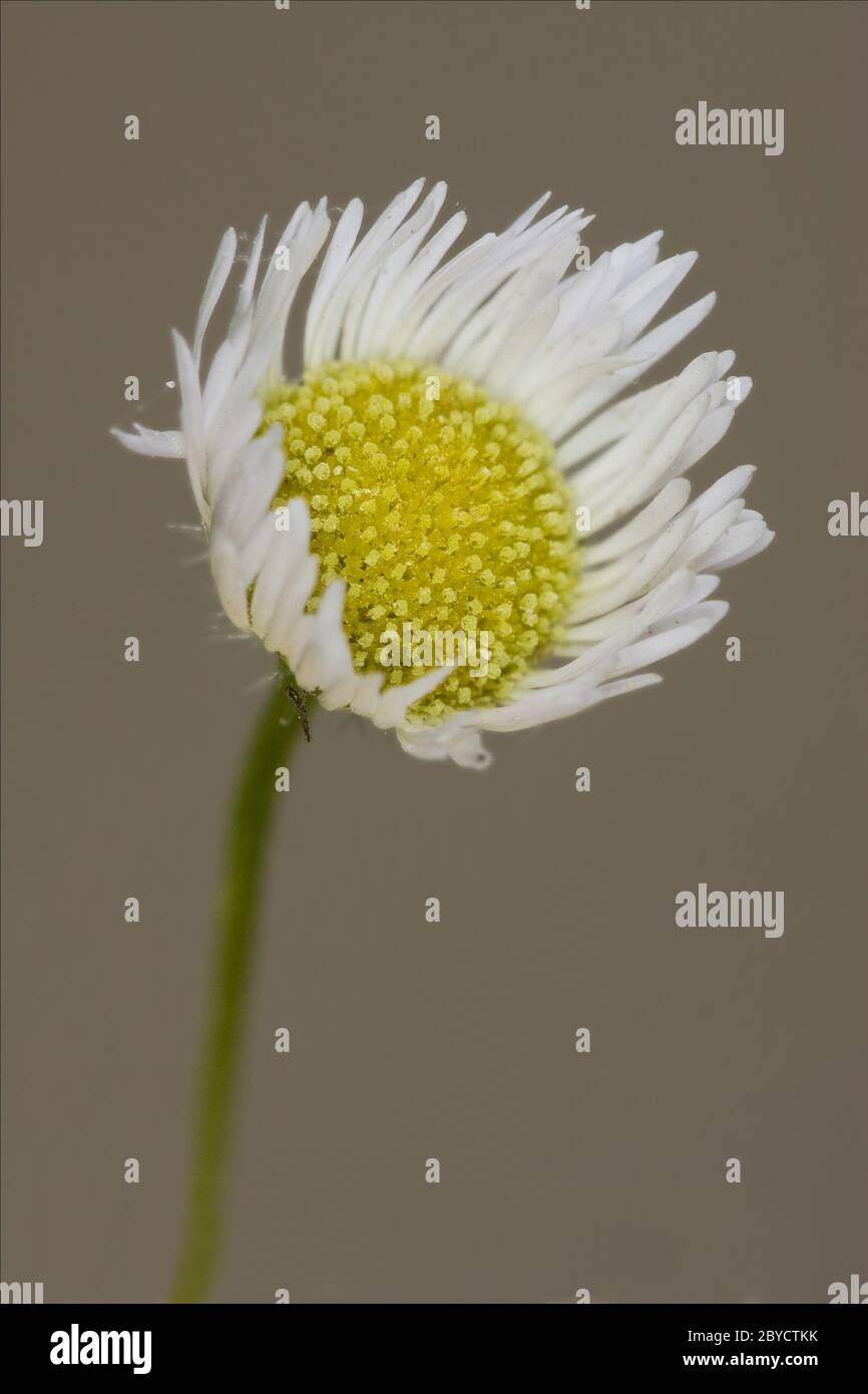 white daisy composite chamomilla Stock Photo