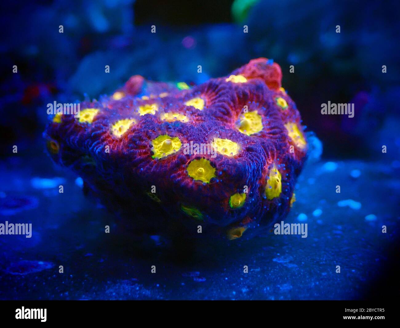 Favia reef-building stony coral - Faviidae sp. Stock Photo