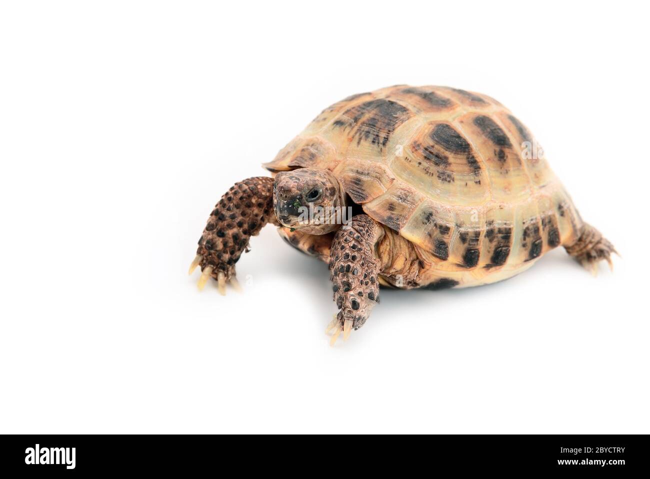 Asian (Russian) tortoise on white Stock Photo