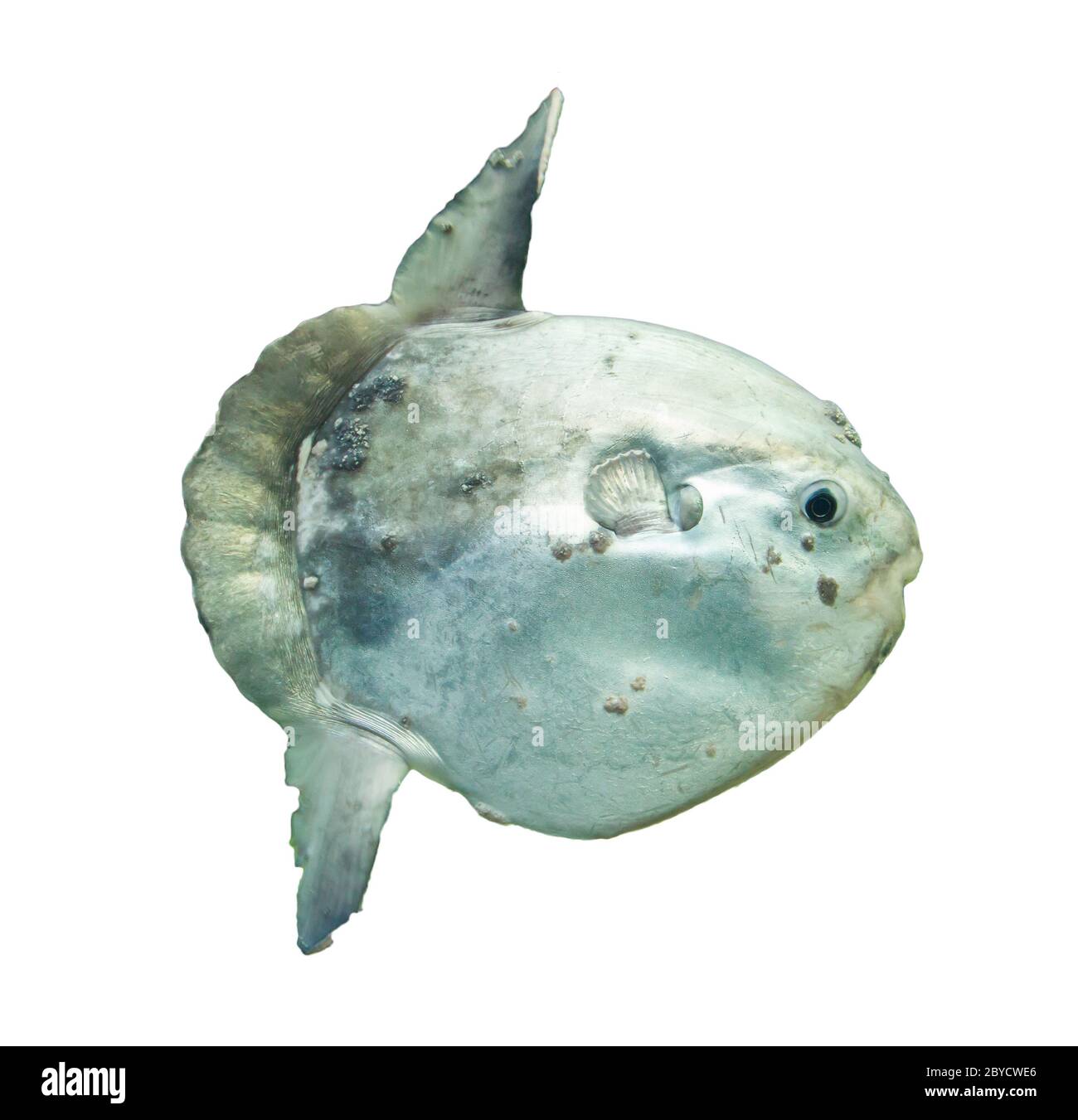 Mola Mola Visible With Color Spots