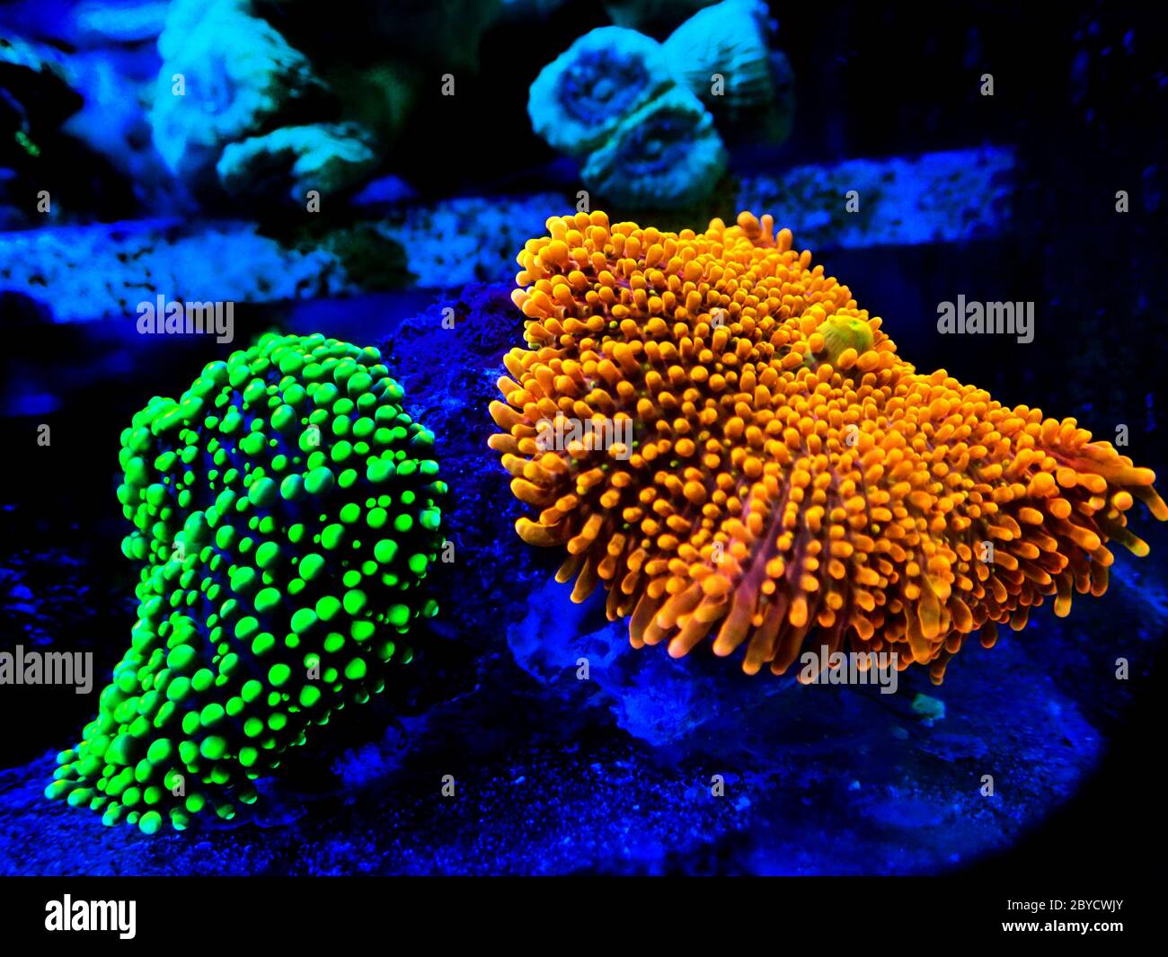 Ricordea yuma polyps ear mushroom coral Ricordeidae sp Stock Photo