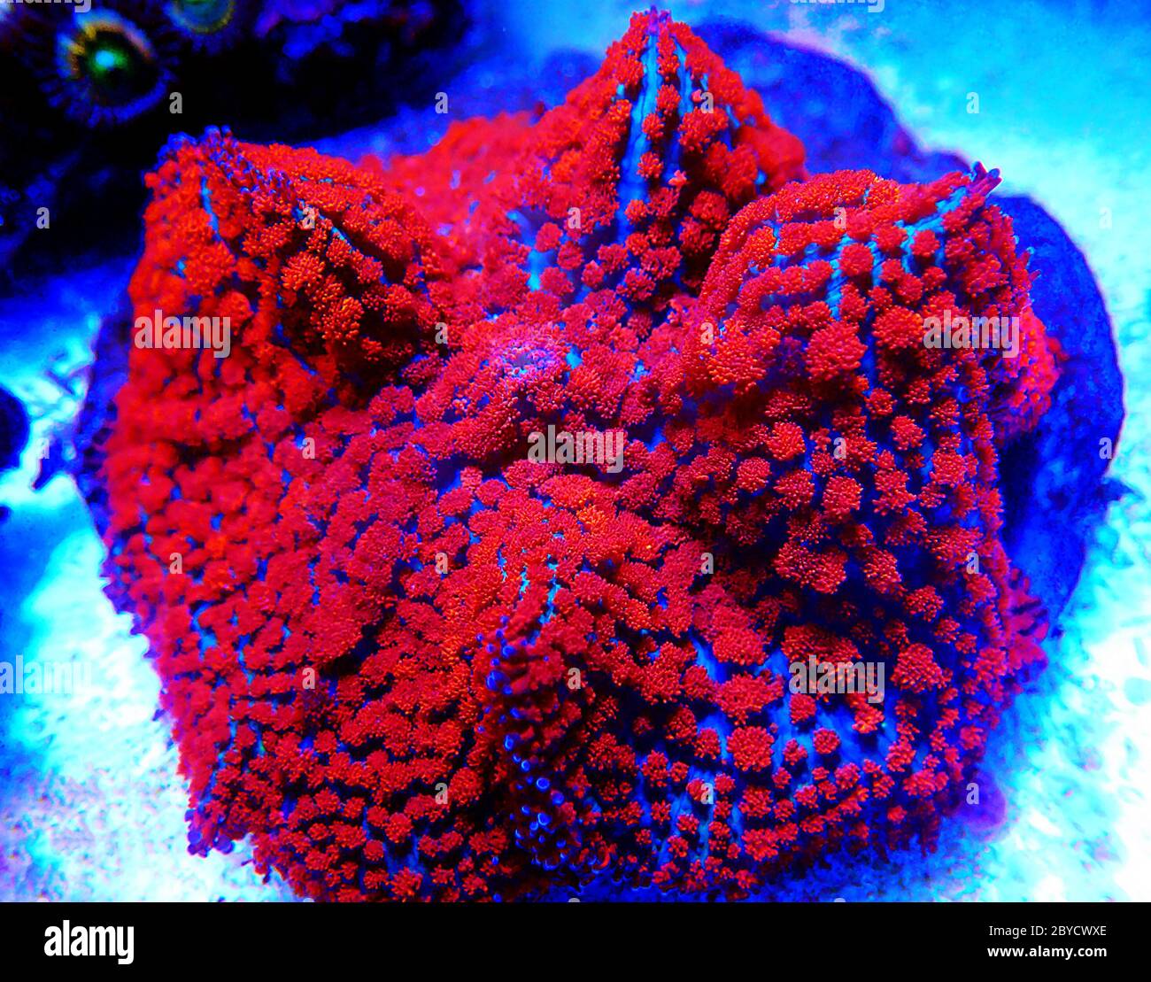 Red & Blue St. Thomas Rhodactis Mushroom Stock Photo