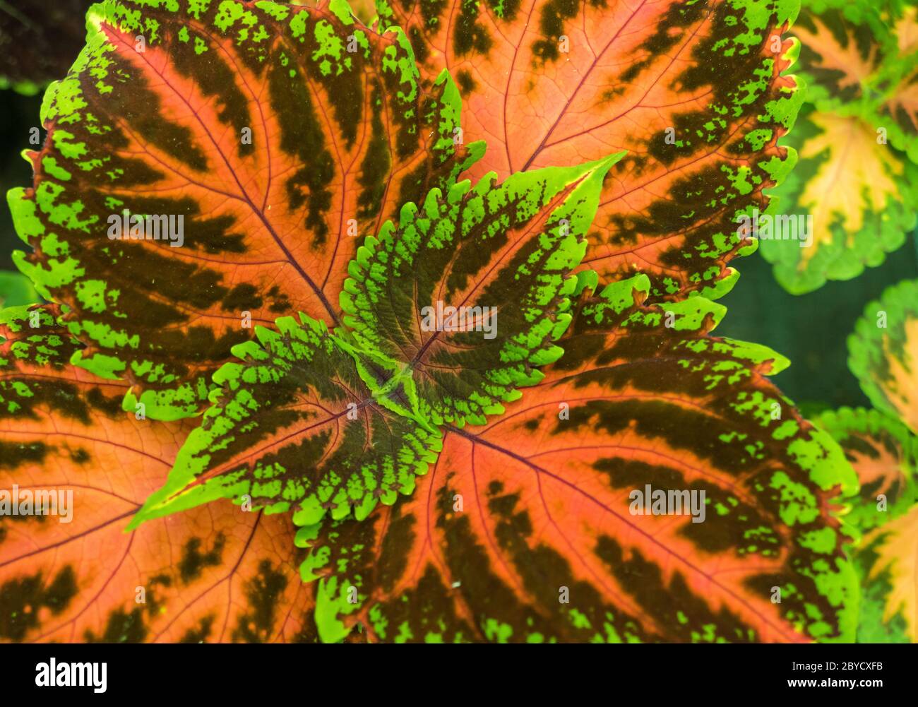 Plant coleus plectranthus scutellarioides view from top Stock Photo Alamy