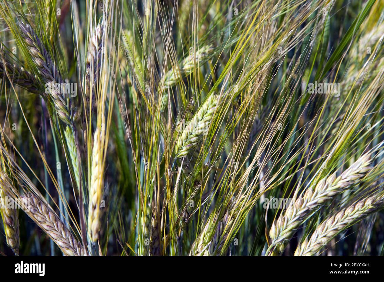 Ears of wheat Stock Photo