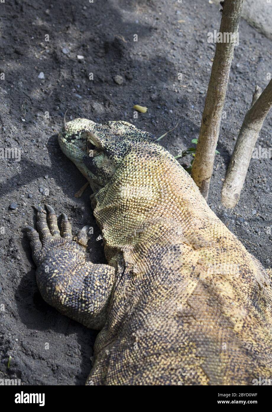 Sand monitor hi-res stock photography and images - Page 3 - Alamy Sand monitor hi-res stock photography and images - Page 3 - Alamy