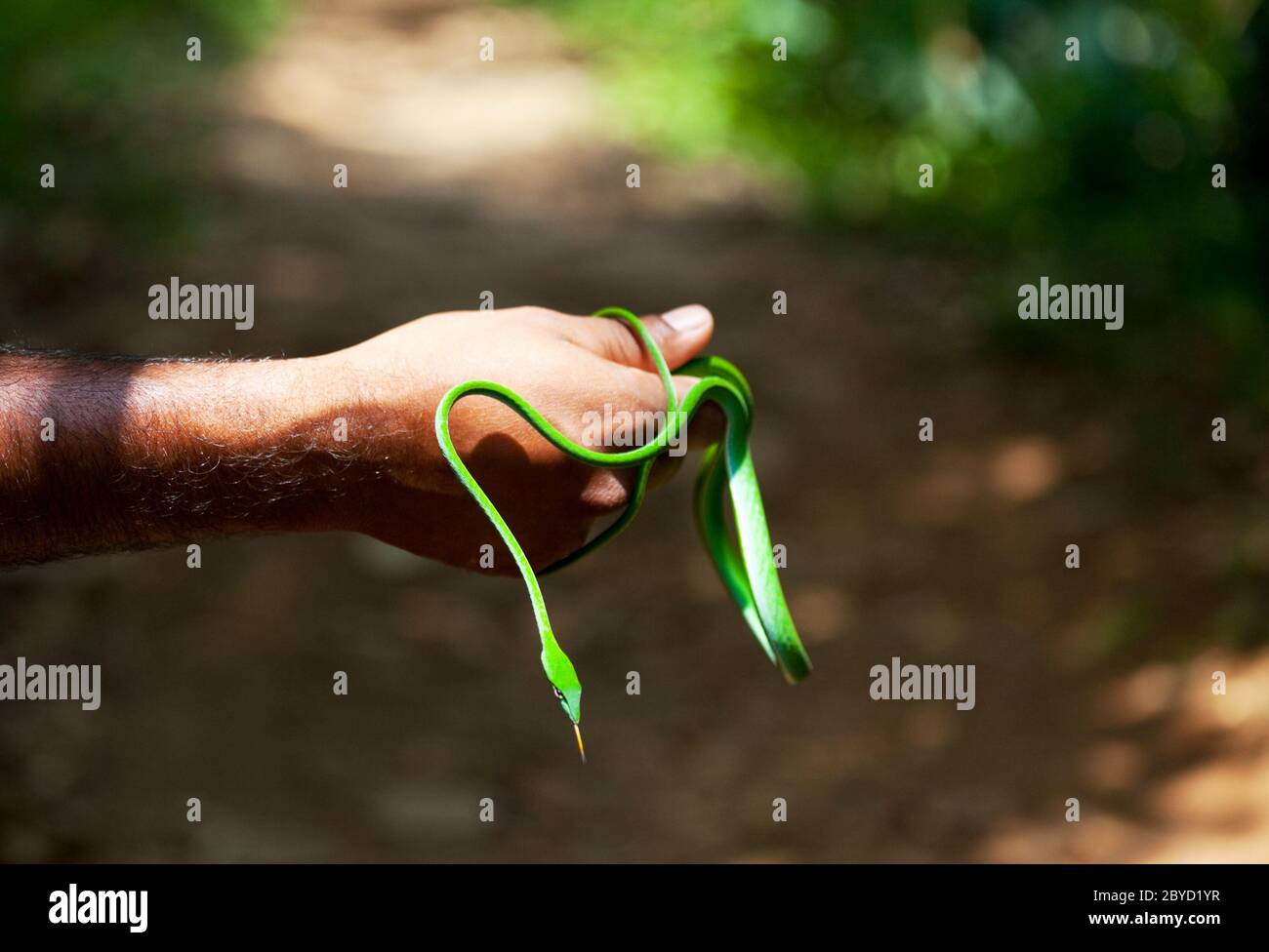 Swamp adder hires stock photography and images Alamy