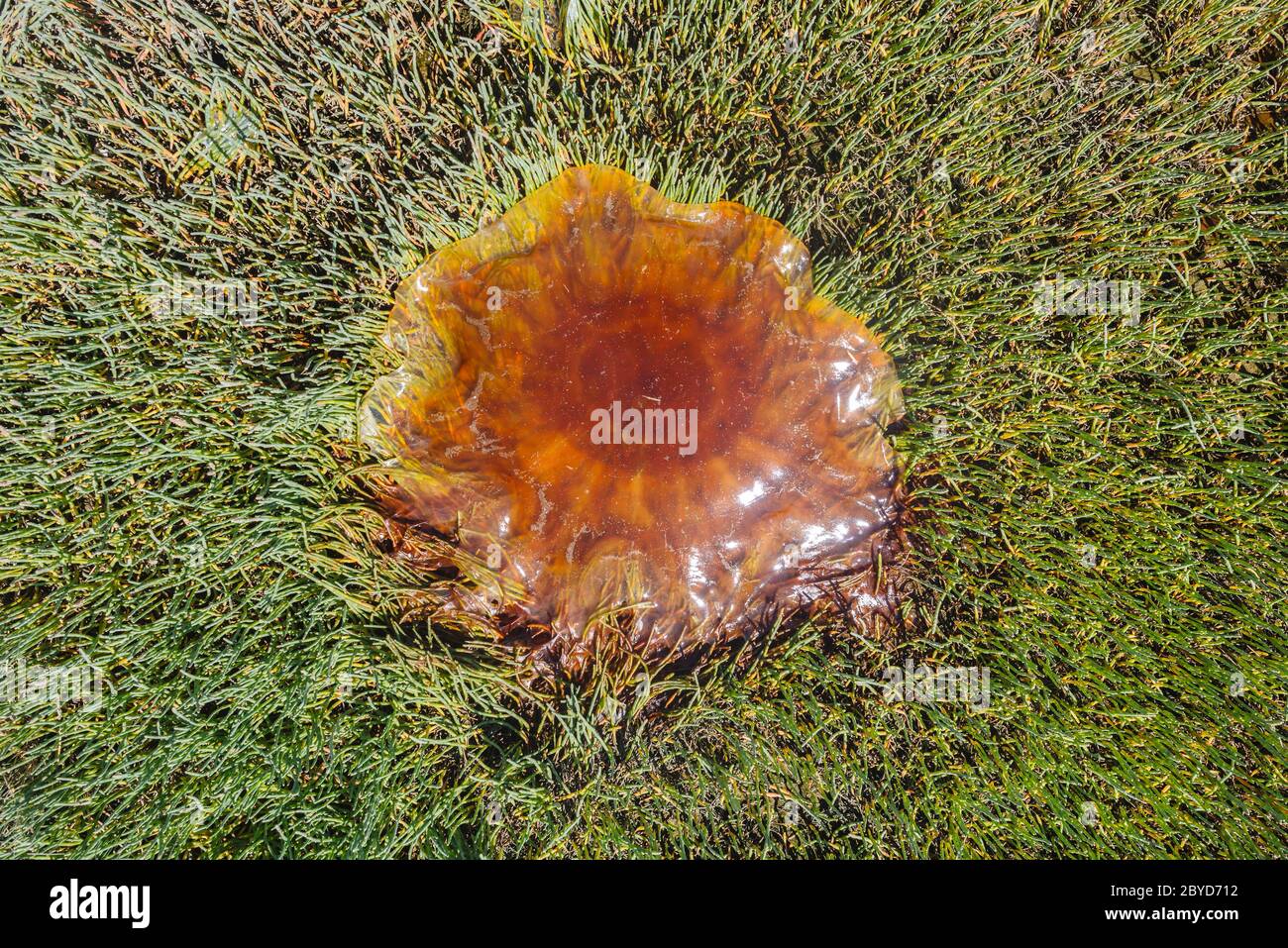 Lion's Mane Jelly (Cyanea capillata) washed ashore in Naikoon Provincial Park, Haida Gwaii, British Columbia Stock Photo