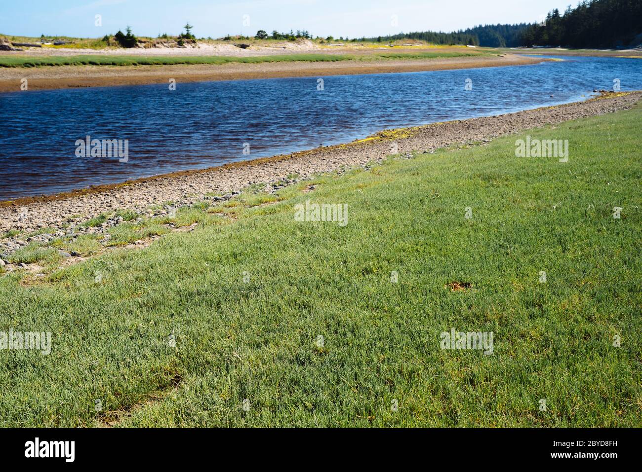 Pickleweed (aka sea asparagus), growing densely on the shores of Haida Gwaii, British Columbia Stock Photo