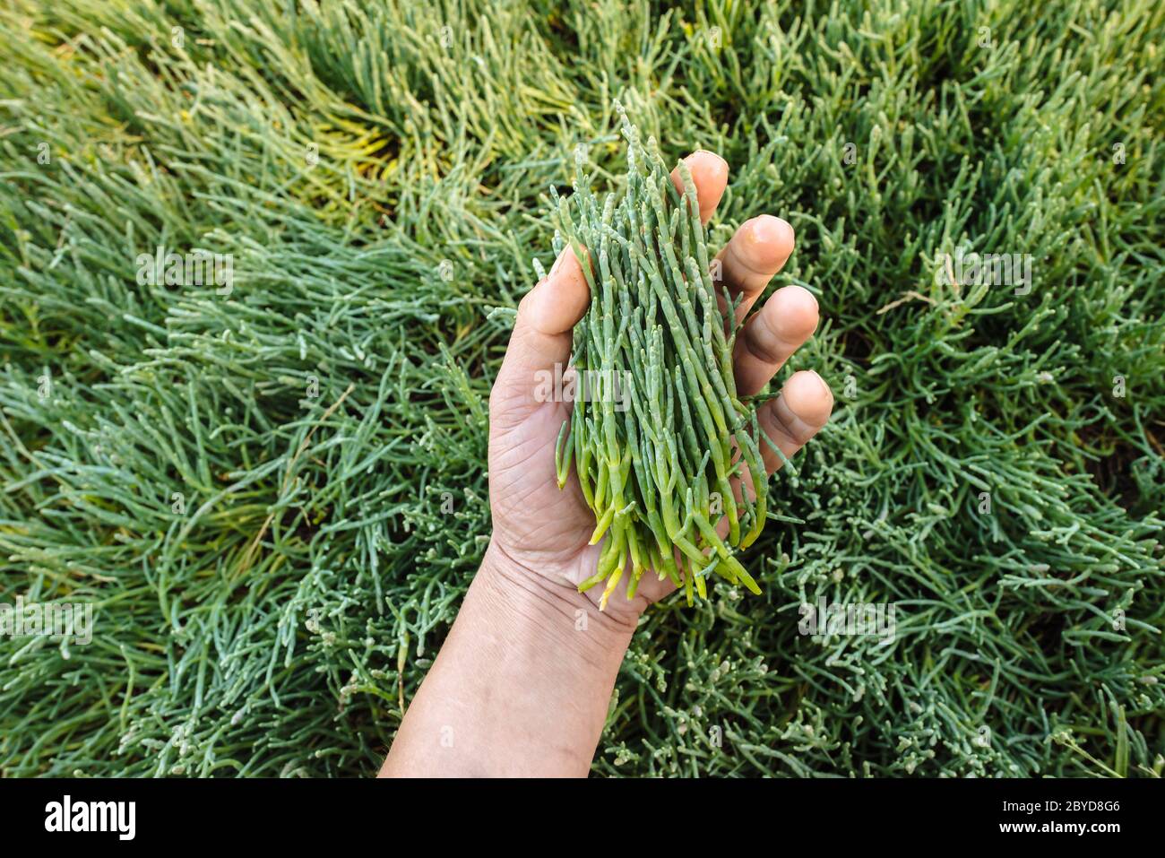 A handful of pickleweed (aka sea asparagus), harvested in Haida Gwaii, British Columbia Stock Photo