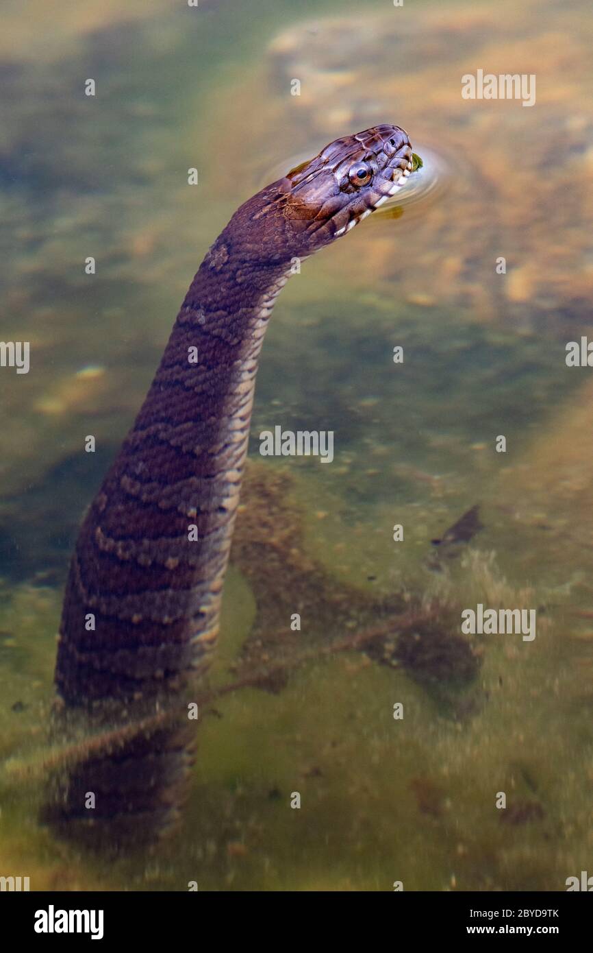 Northern Water Snake (Nerodia sipedon) peeking out of the water - Brevard, North Carolina, USA Stock Photo