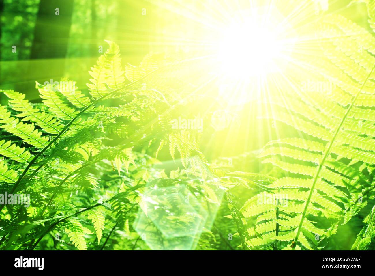 Ferns background hi-res stock photography and images - Alamy