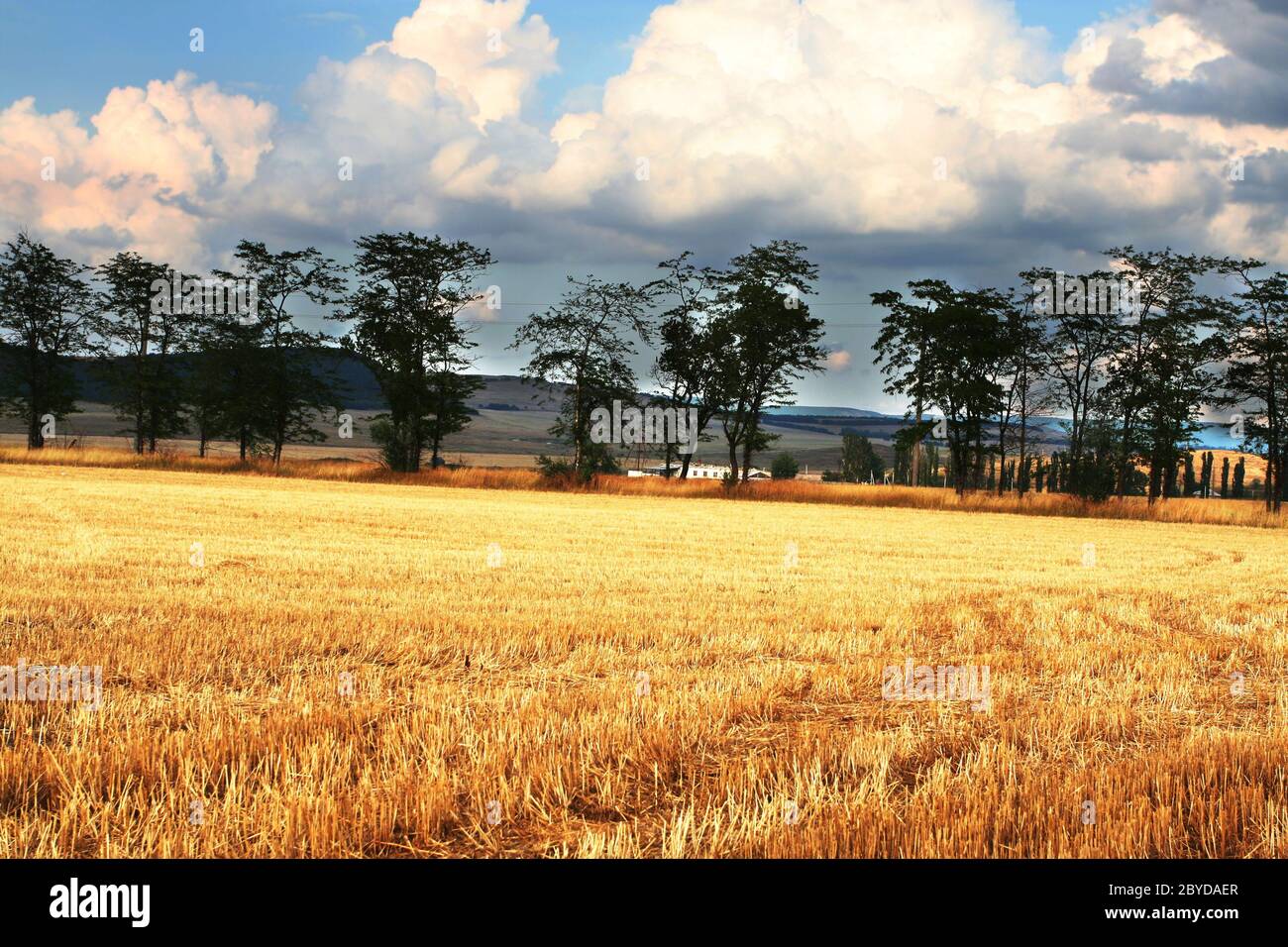 Field and tree Stock Photo - Alamy