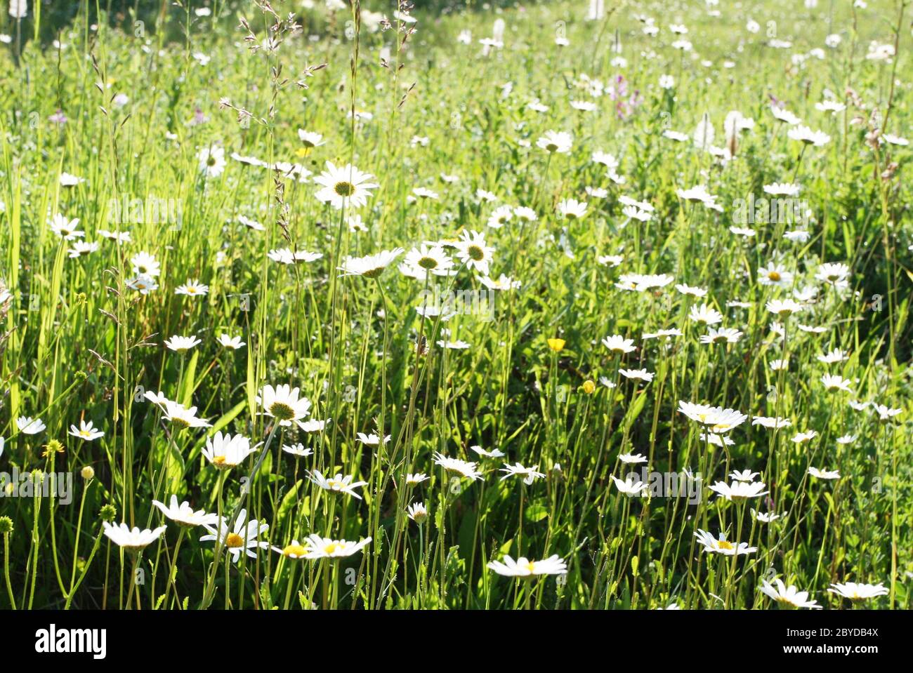 Summer meadow landscape sunshine hi-res stock photography and images ...