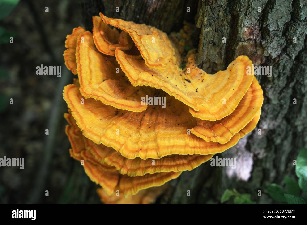 Tinder fungus sulfur-yellow or Laetiporus sulphureus - fungus-tinder fungi family Polyporaceae growing on trees. Stock Photo