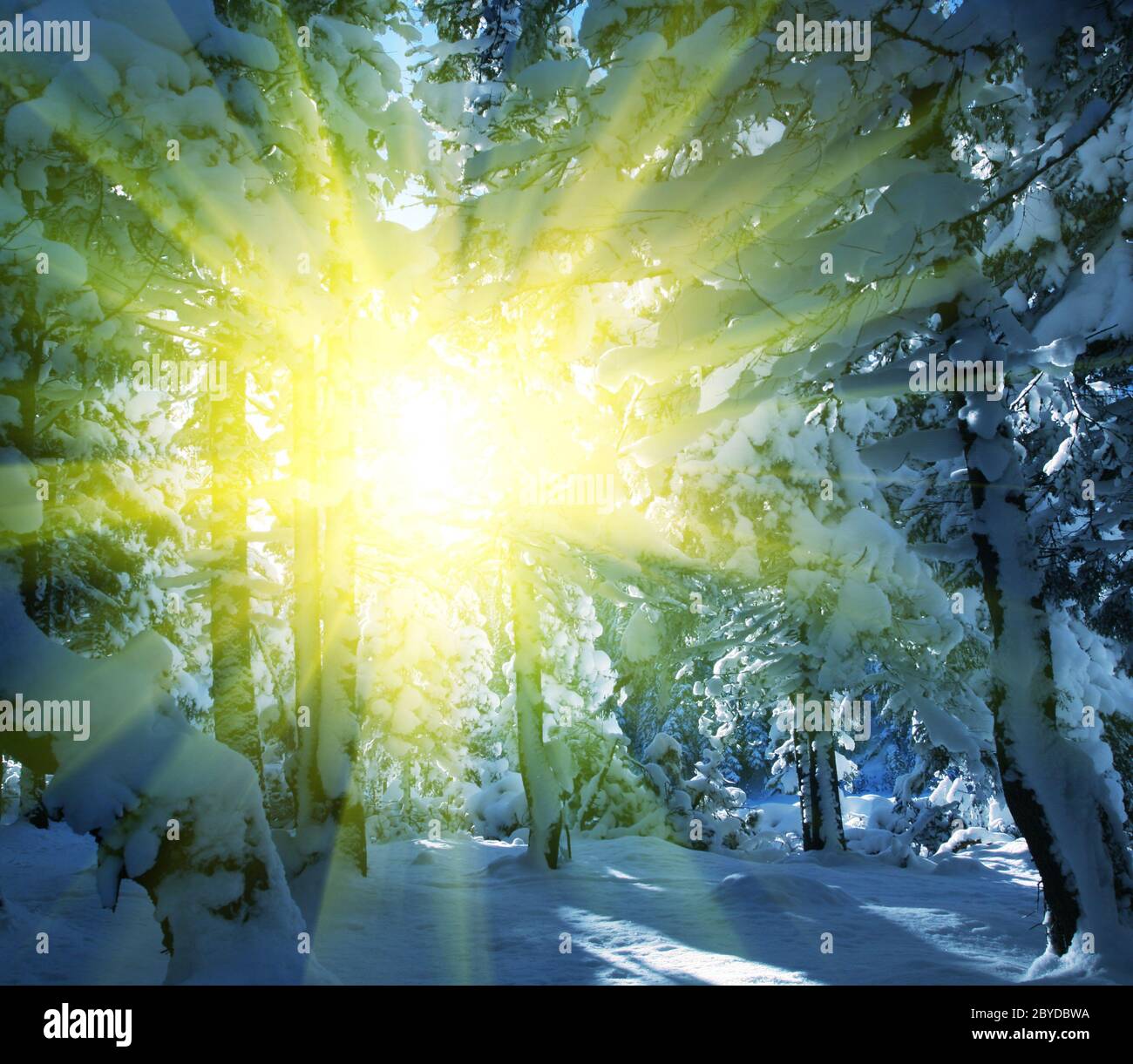 Winter in the forest Stock Photo - Alamy