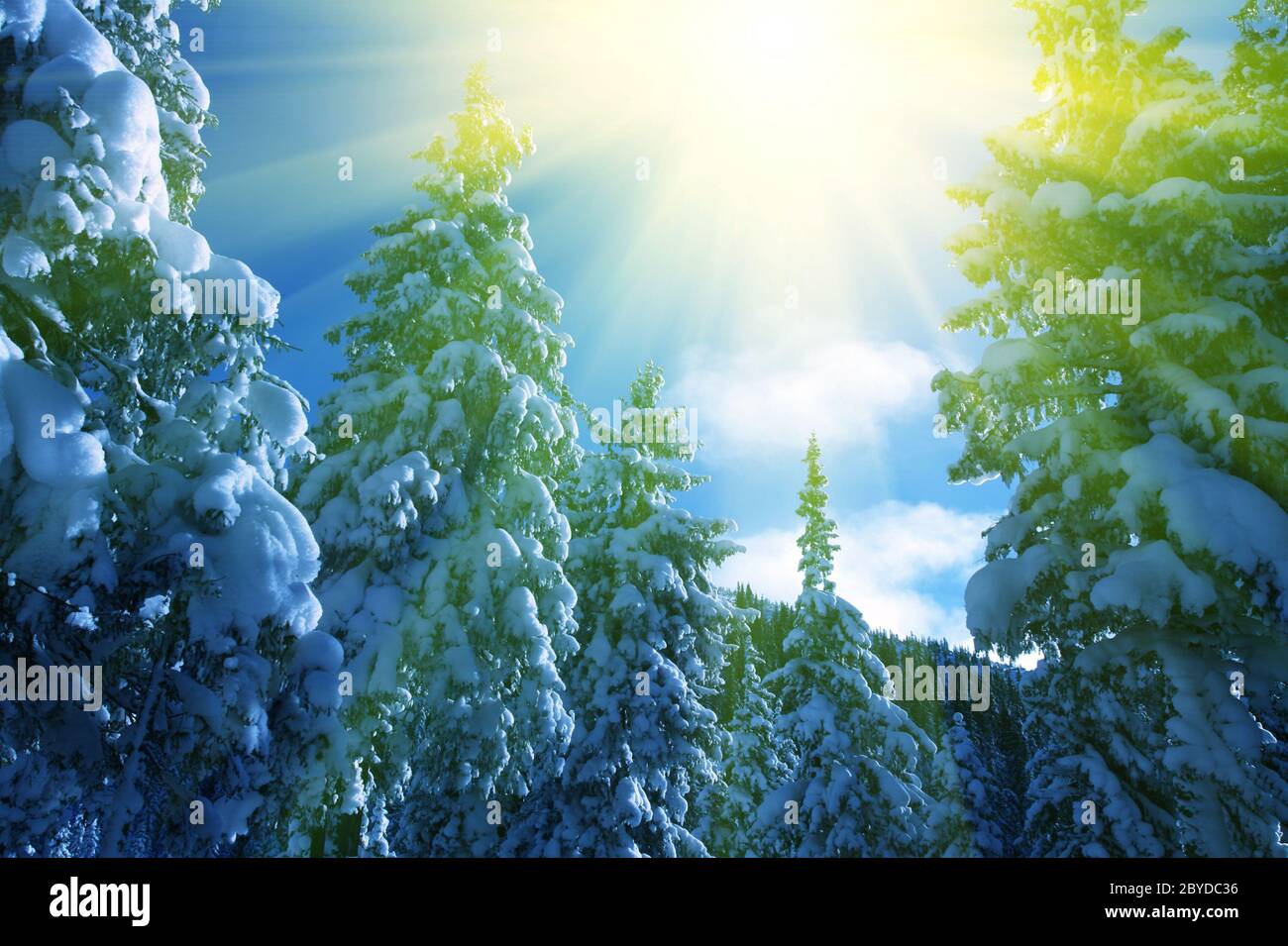 Winter in the forest Stock Photo - Alamy