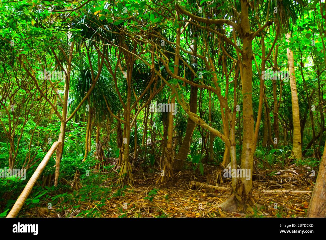 Tropic climate hi-res stock photography and images - Alamy