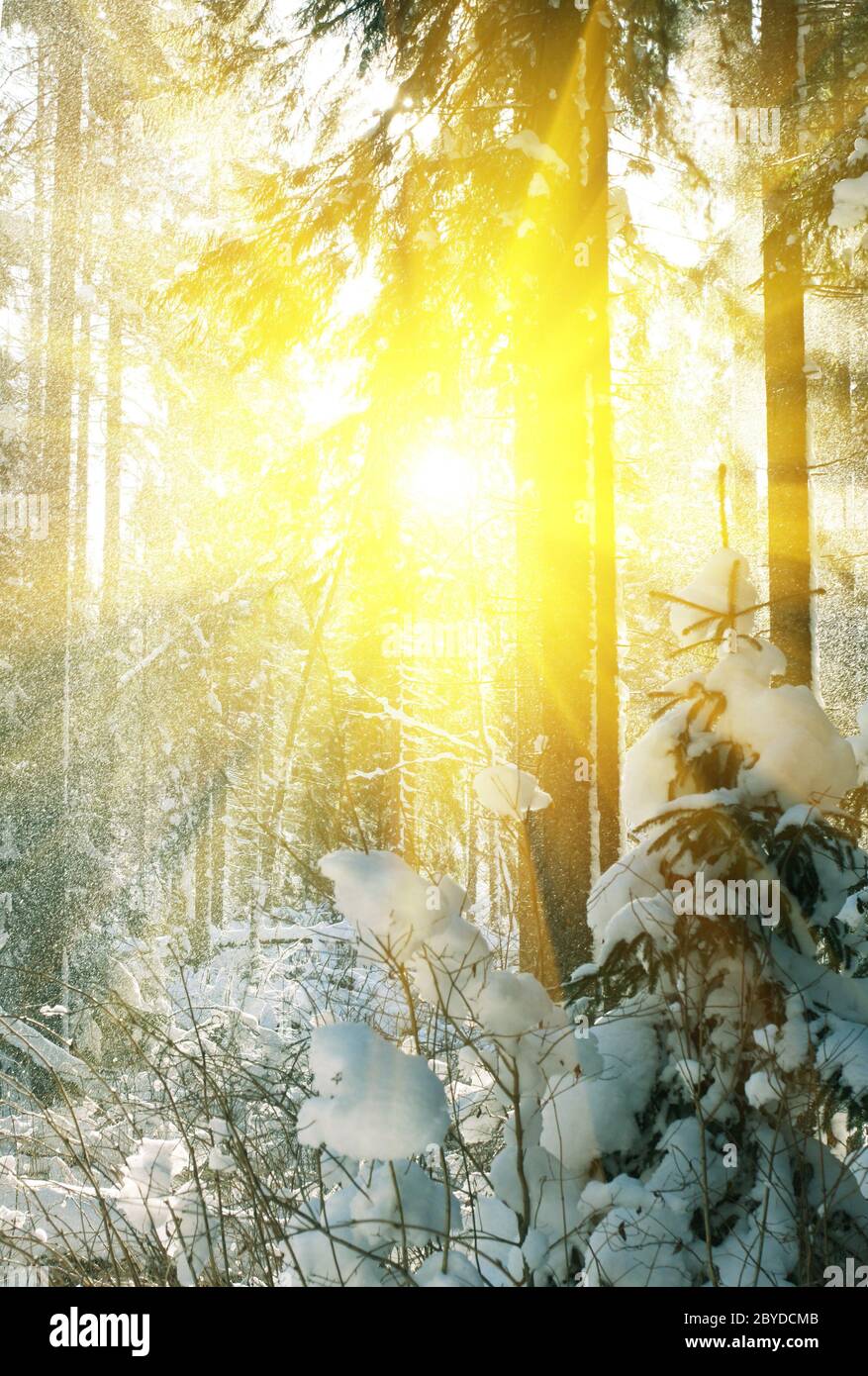 Winter in the forest Stock Photo - Alamy