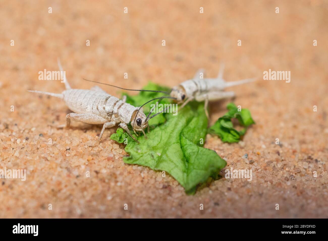 live crickets in white calcium eating a leaf of salad on sand. Cricket in terrarium. feeder insect. Acheta domesticus species. house cricket. macro photography. lizard food. Stock Photo