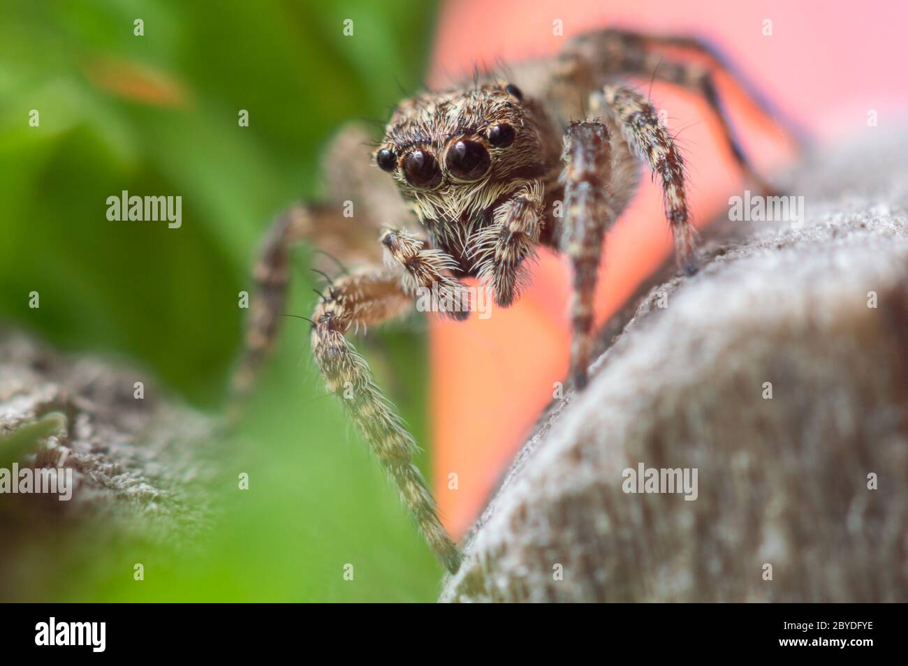 Gray Wall Jumping Spider, Menemerus Bivittatus Spider Stock Photo - Alamy