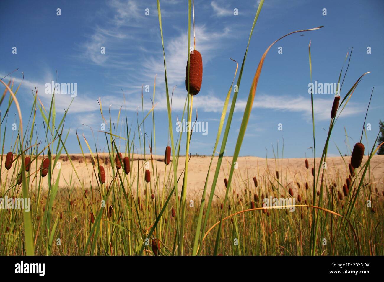 Bulrush Stock Photo
