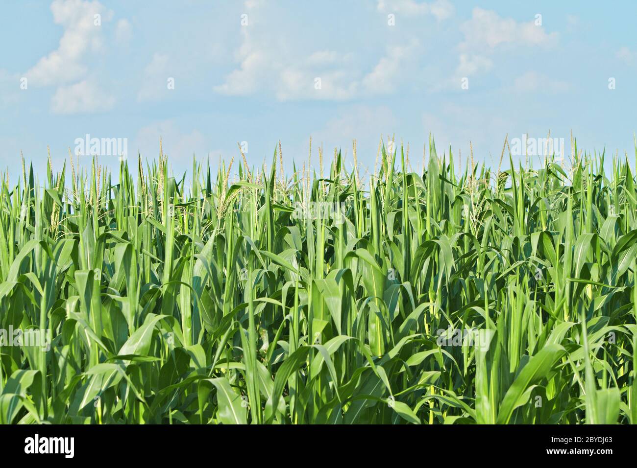 Growing green corn field zea hi-res stock photography and images - Alamy