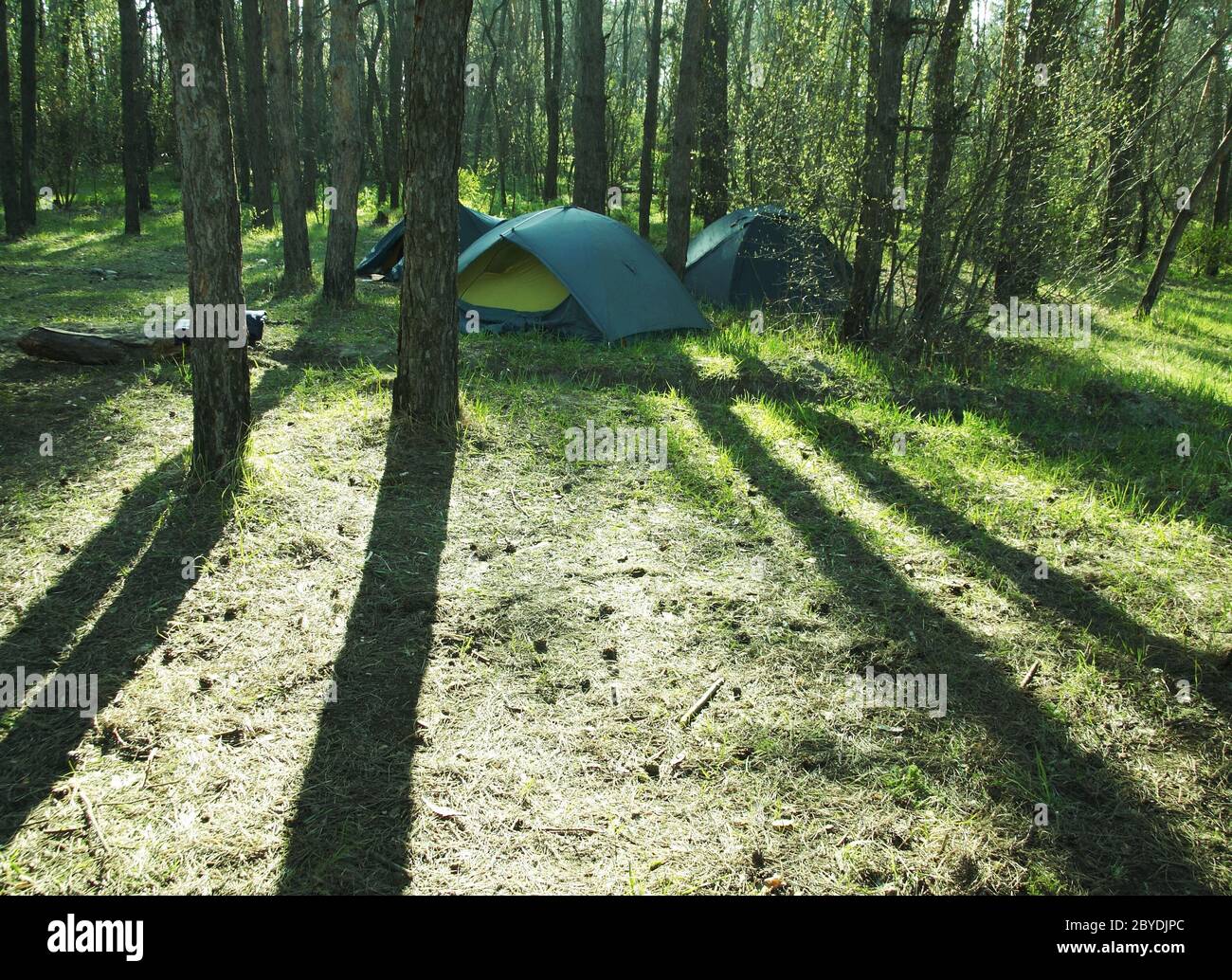 Camping in forest Stock Photo - Alamy