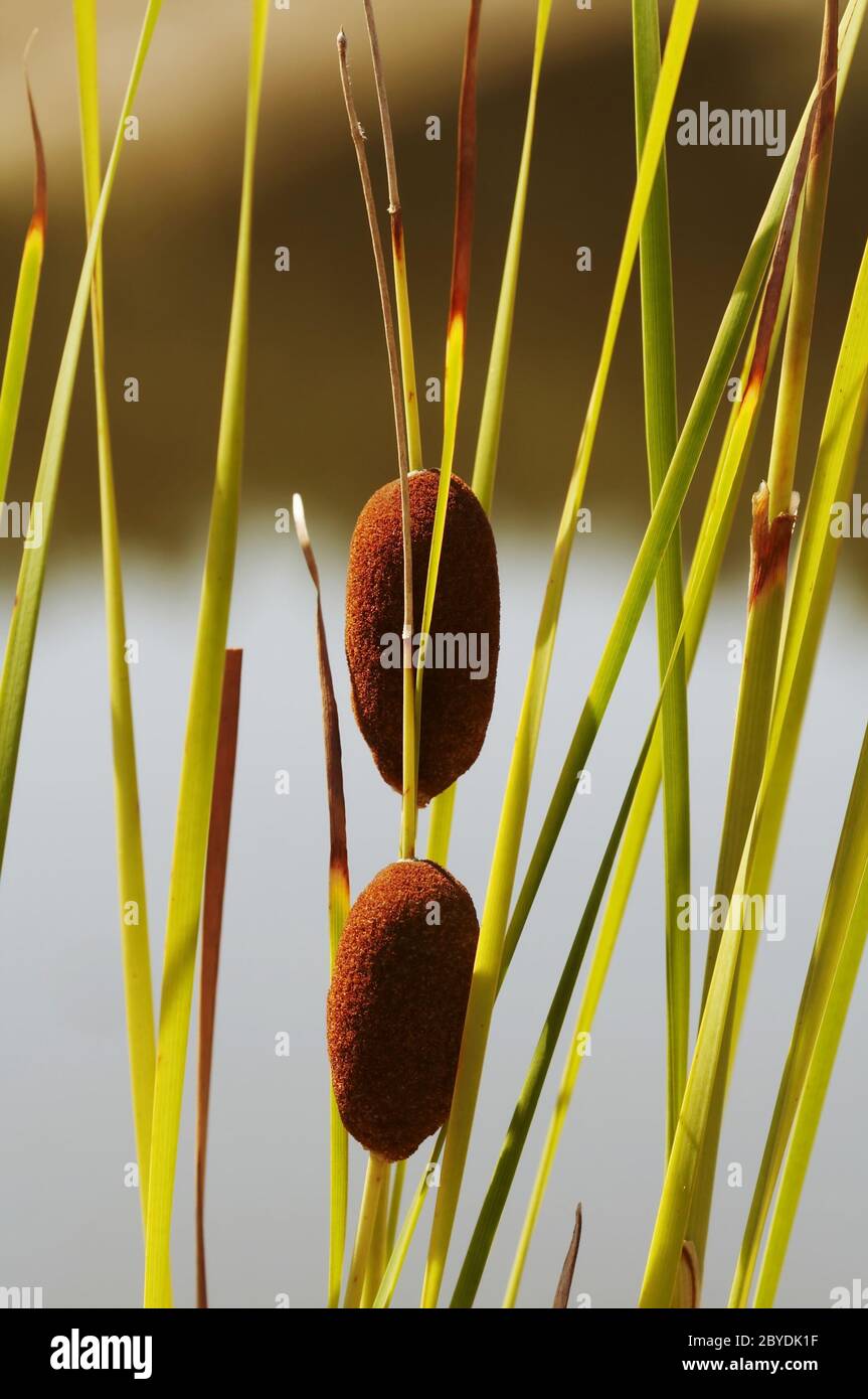 Reed canes hi-res stock photography and images - Alamy