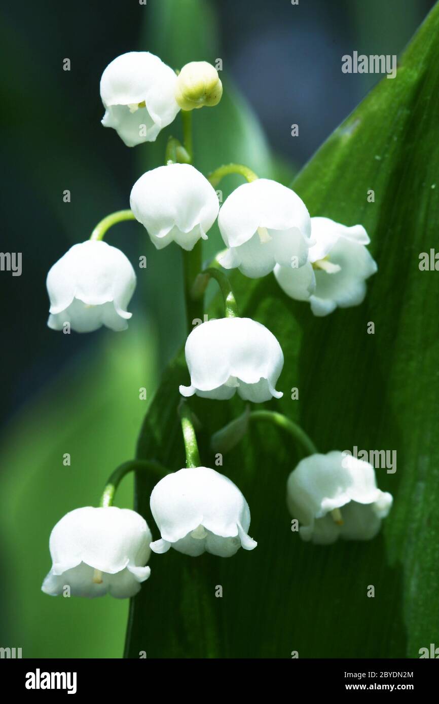 Lilly of the valley Stock Photo - Alamy