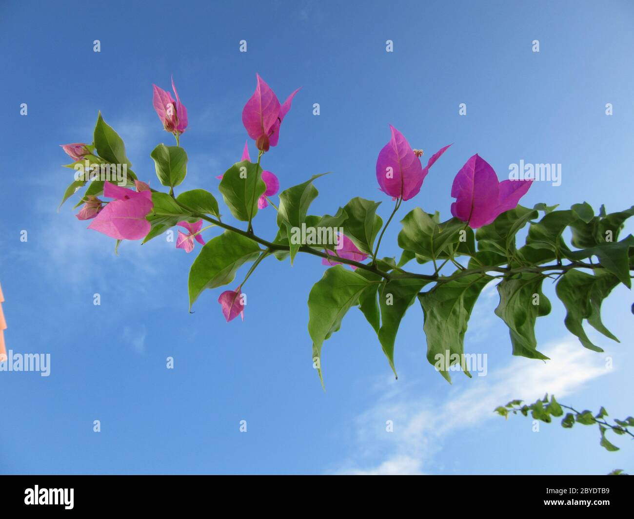 Single isolated flowering pink bougainvillea vine against a blue summer sky, space for copy, text Stock Photo