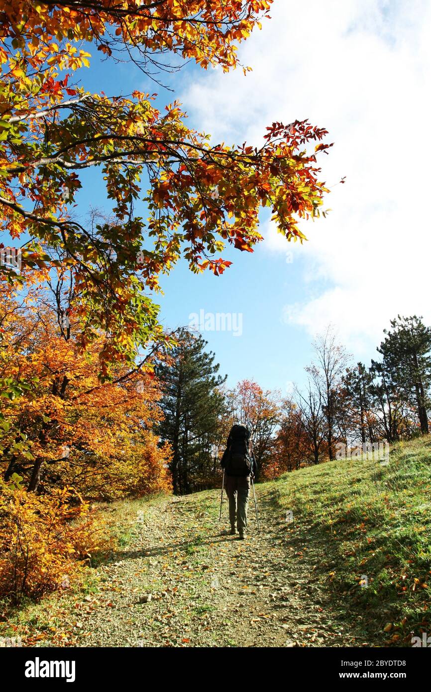 Forest hiking hi-res stock photography and images - Alamy