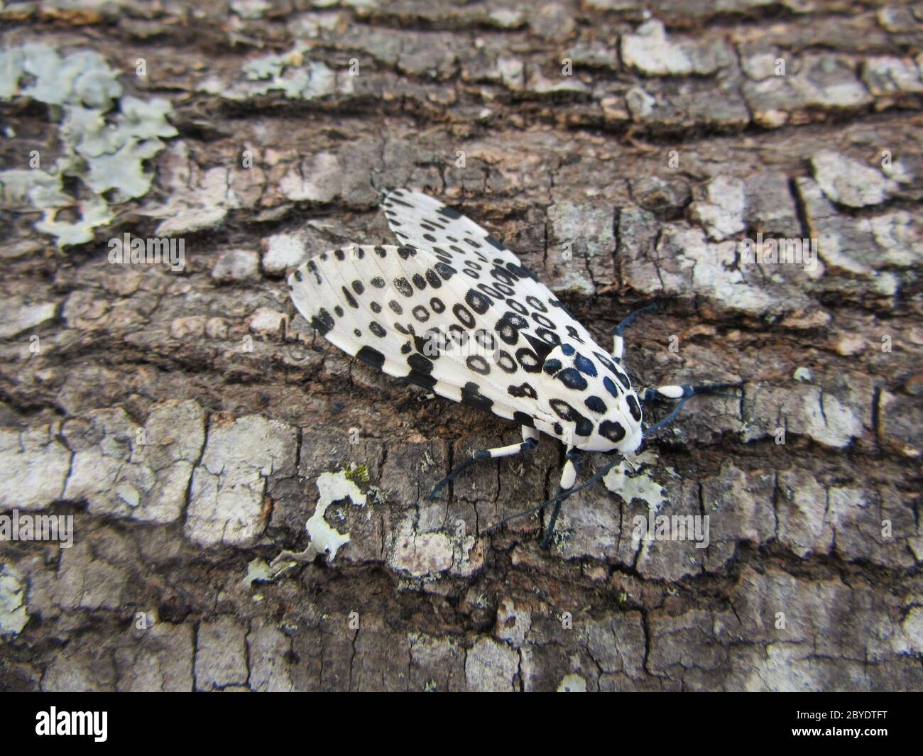 Closeup of a characteristically spotted giant leopard moth on the bark of a tree Stock Photo