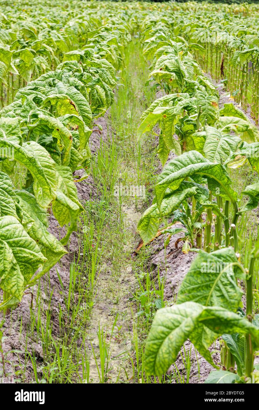 Tobacco leaf crops growing in tobacco plantation field before harvest in  Fujian,China Stock Photo