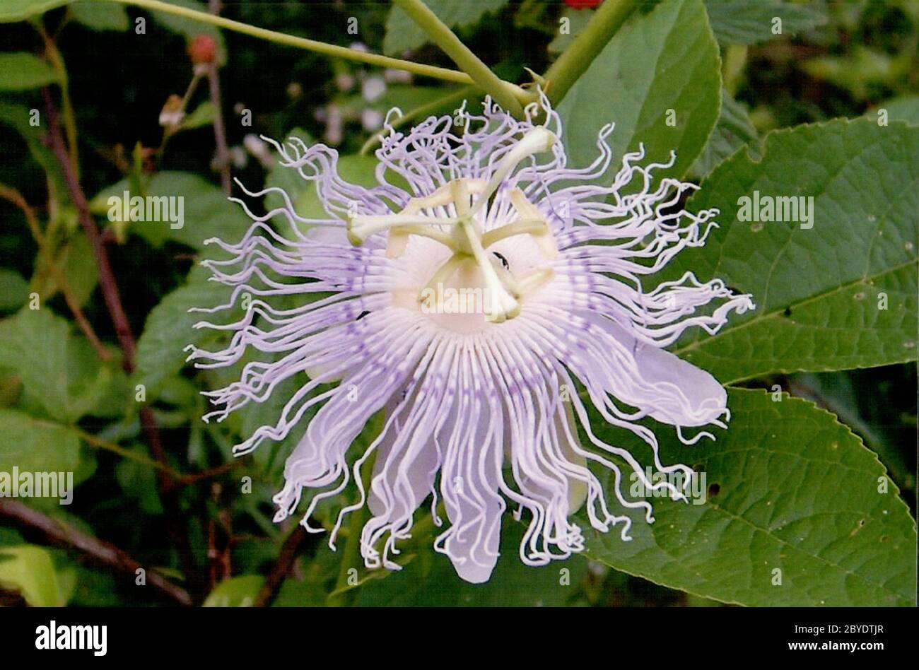 Ayurvedic flower hires stock photography and images Alamy