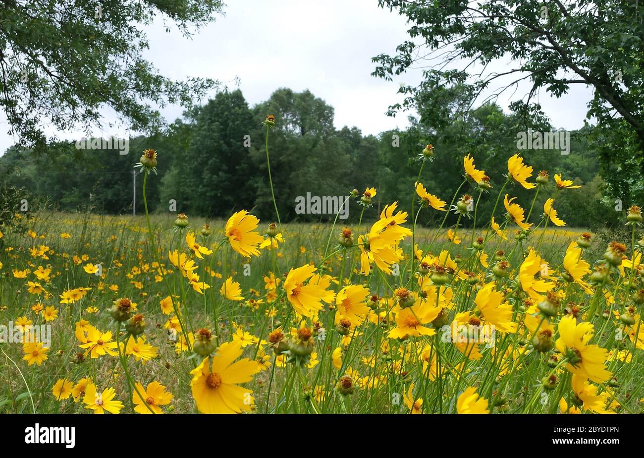 Golden wildflowers hi-res stock photography and images - Alamy