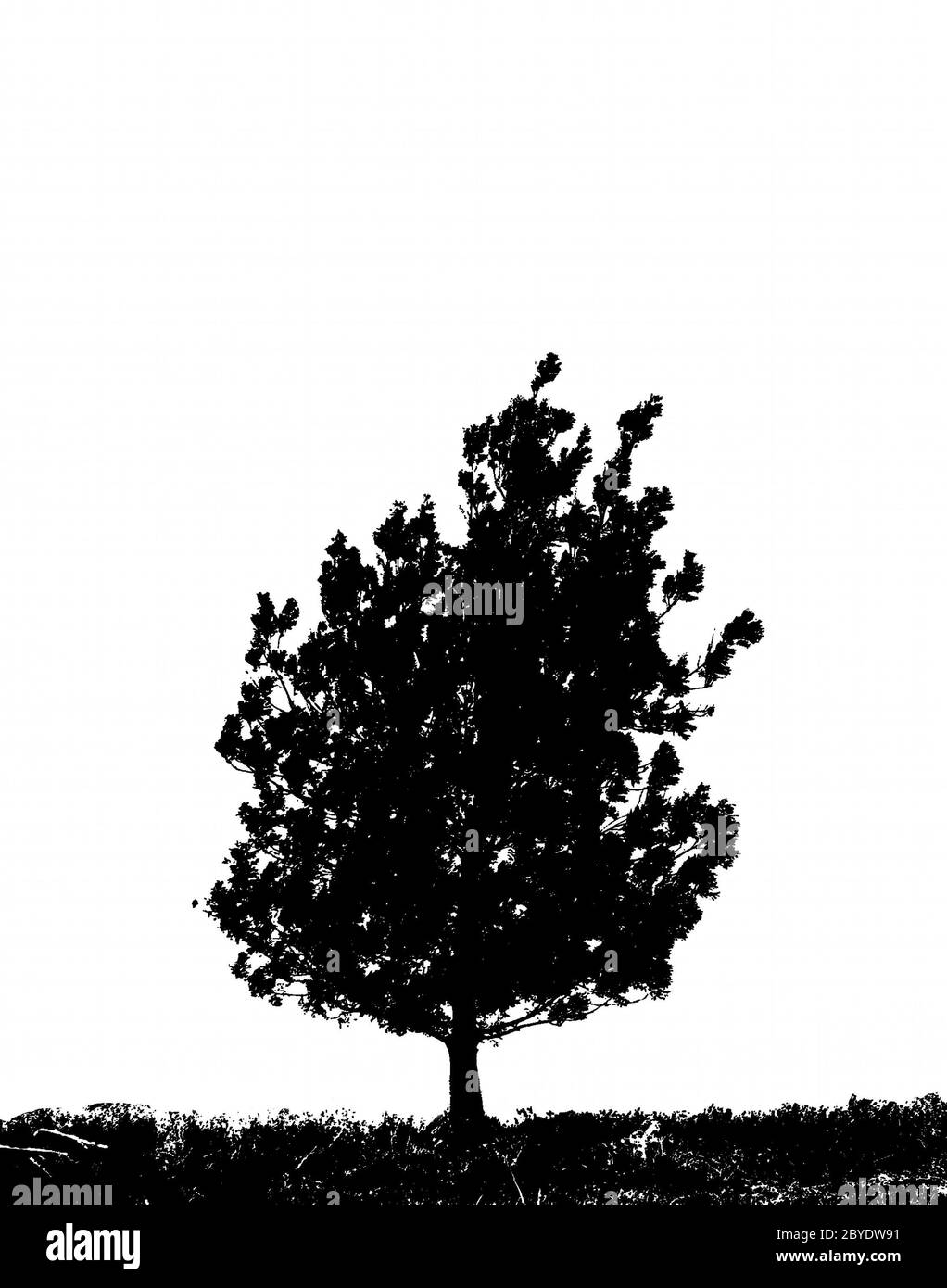 Lone oak tree Black and White Stock Photos & Images - Alamy