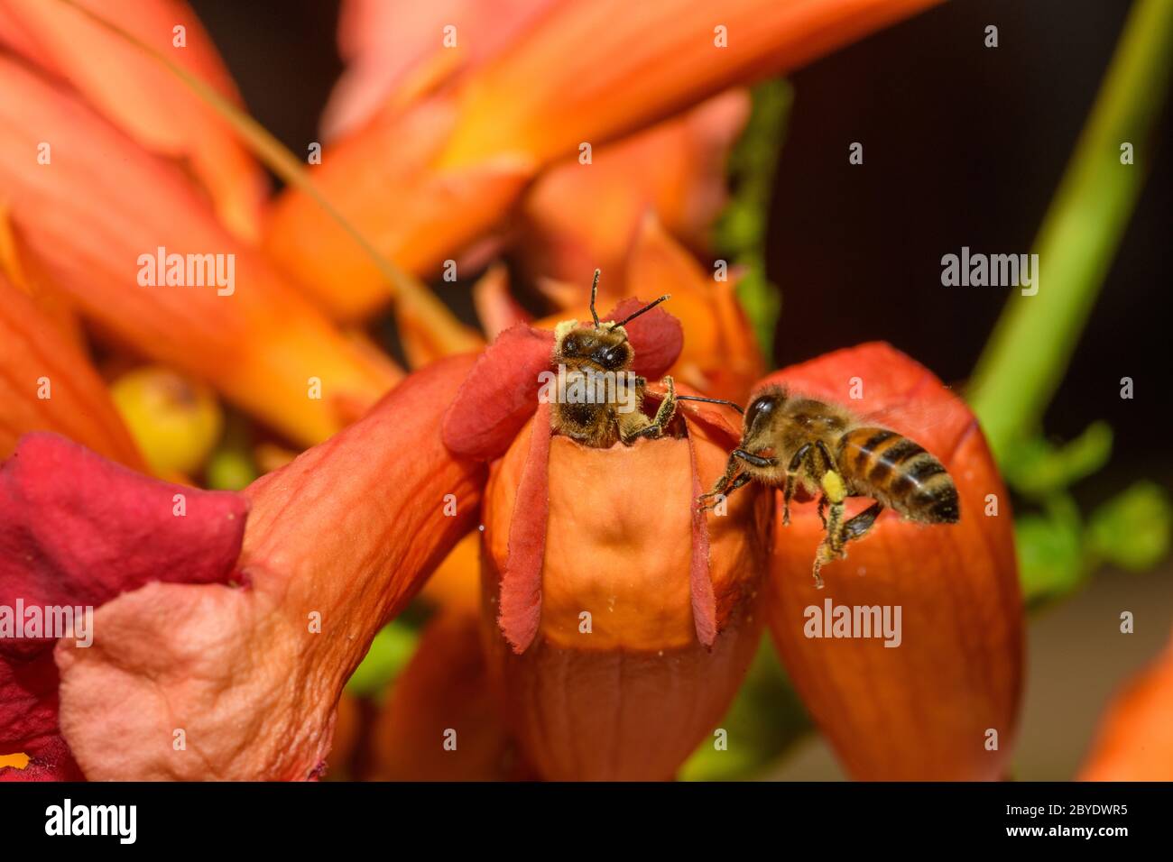 Western honey bee or European honey bee (Apis mellifera) on Trumpet Vine Flower Stock Photo