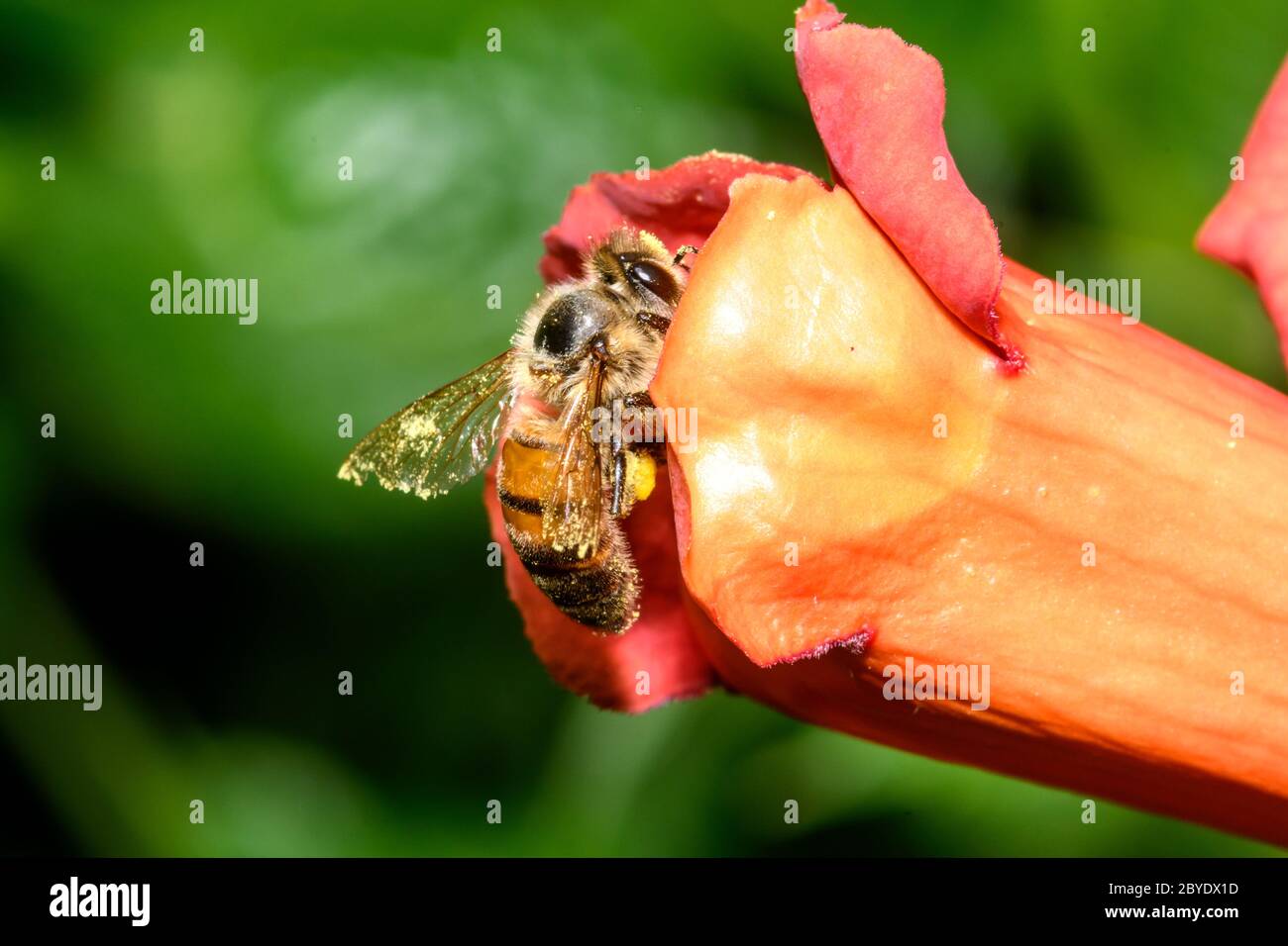 western honey bee or European honey bee (Apis mellifera) on Trumpet Vine Flower Stock Photo