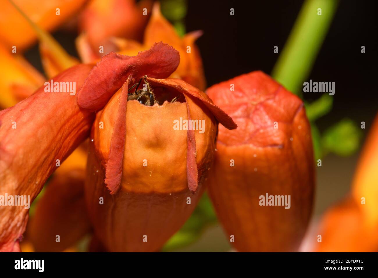western honey bee or European honey bee (Apis mellifera) on Trumpet Vine Flower Stock Photo