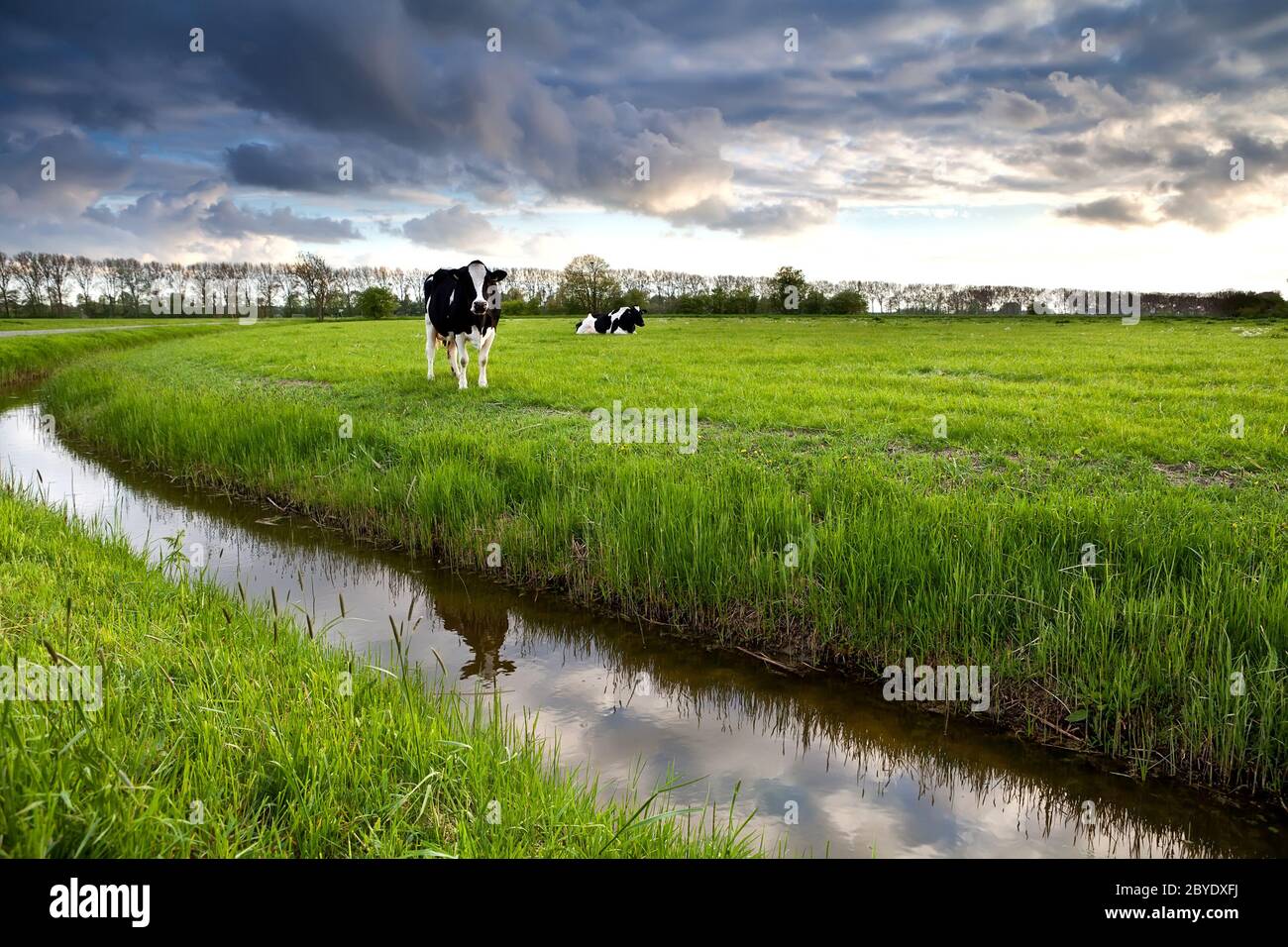 Black and white cows hi-res stock photography and images - Alamy