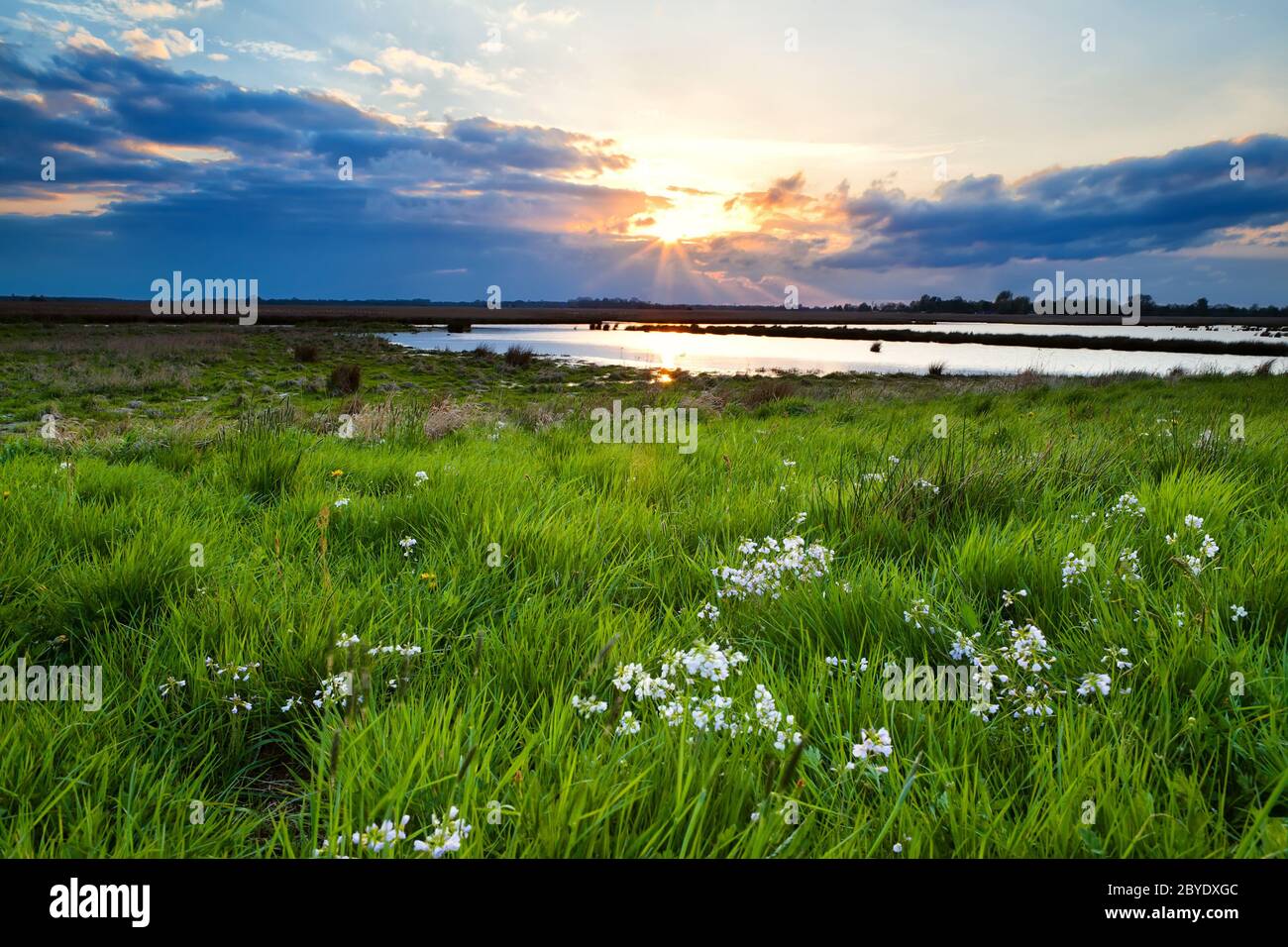 Green water meadow wildflowers hi-res stock photography and images - Alamy