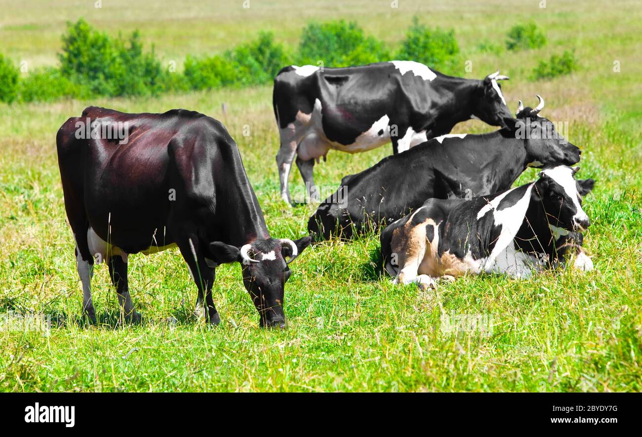 Cow in the meadow solar day Stock Photo - Alamy